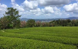 No.13新茶の季節が来ました