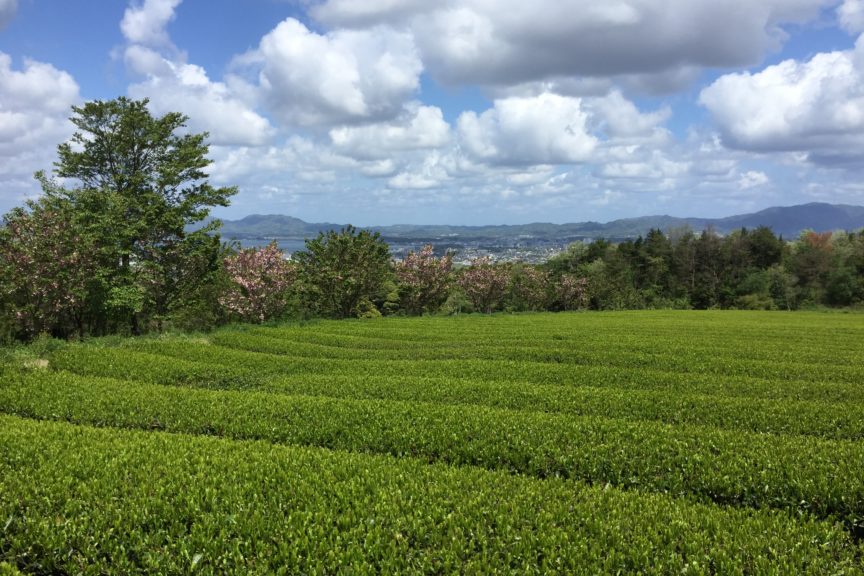 No.13新茶の季節が来ました