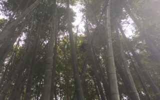 No.16八十八夜ってなに？