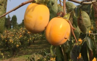 No.42 干し柿と紅葉