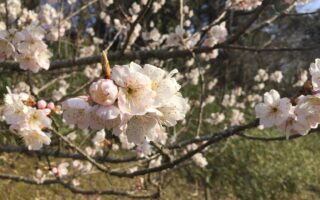 No.57 加島家のみそづくり